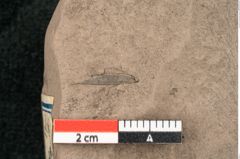 Foto (Detailansicht) von Sapindus gossei Ettingshausen (NHMW-GEO-2024-0188-10346c)